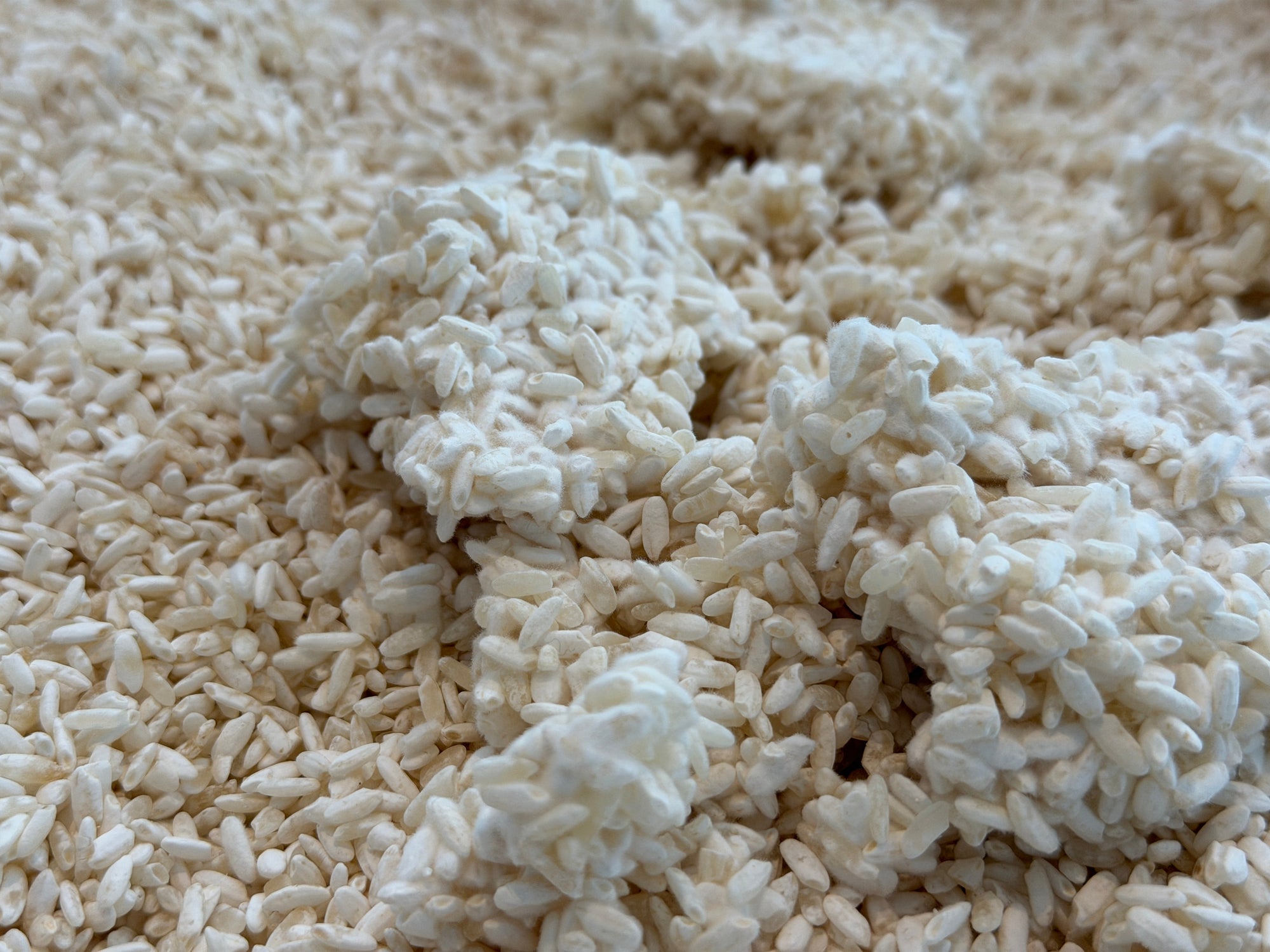 The Magic Mould: What is Koji and Why Should You Care?